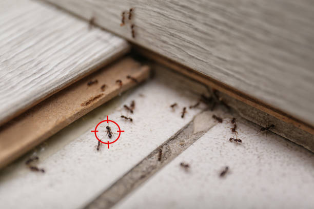 Best Pest Inspection Near Me  in Gholson, TX