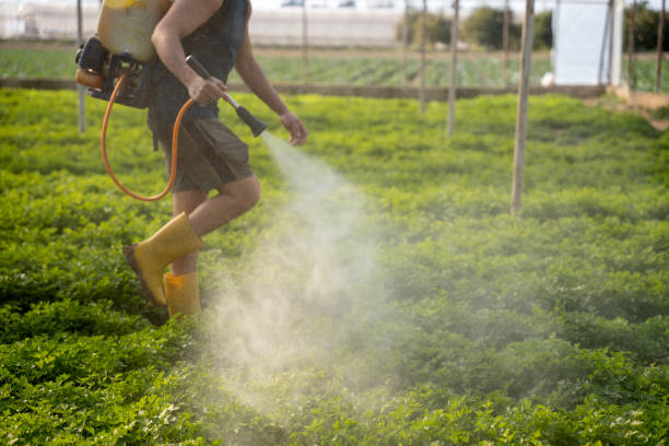 Best Mosquito Control Services  in Gholson, TX