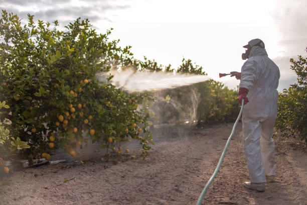 Trusted Gholson, TX Pest Control Experts