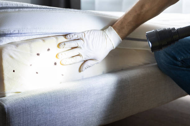 Best Termite Control Services  in Gholson, TX